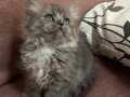 British longhair, 2.5 aylık oyuncu ve sevimli