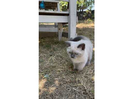 Yavru british shorthair acil satılık 