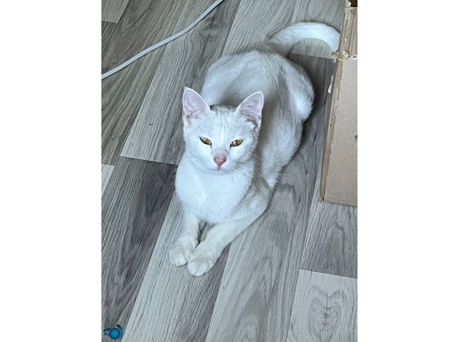 Evcil ankara kedisi