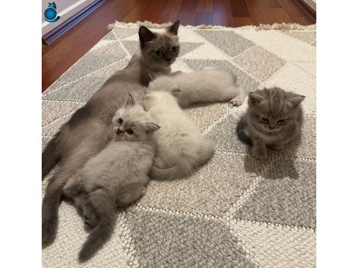 Mamam ücreti karşılığında 4 yavru sahiplendirilecektir