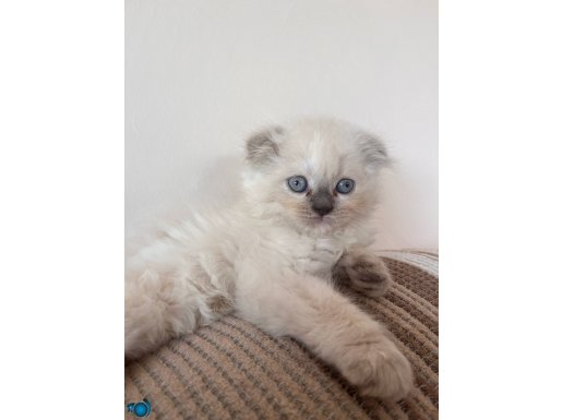 scottish fold longhair mavi gözlü acil satılık 