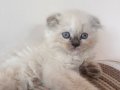 scottish fold longhair mavi gözlü acil satılık 