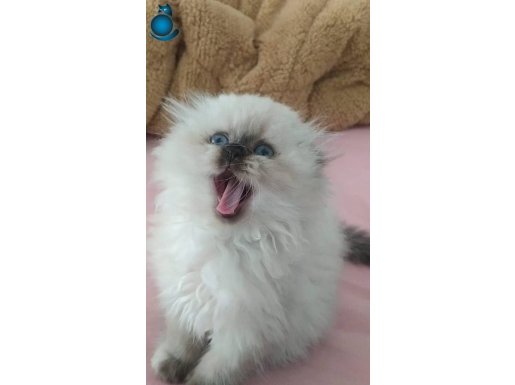 Cins kedi 