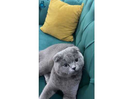 Scottish fold