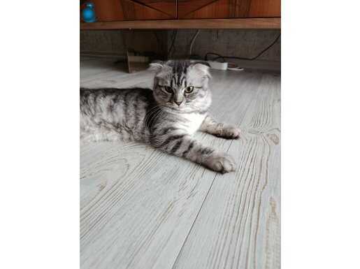 Uysal bir kedi kız 5aylık ücretsiz
