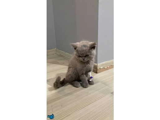 British Longhair gri yavrumuza yuva arıyoruz