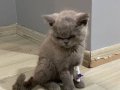British Longhair gri yavrumuza yuva arıyoruz