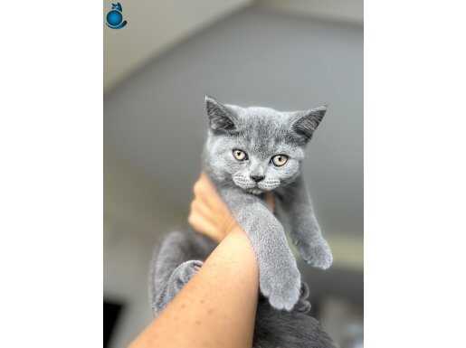 British Shorthair yavru