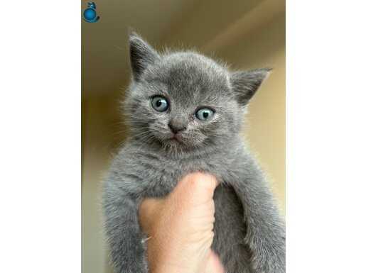 British Shorthair yavrular