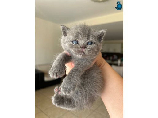 British Shorthair yavru