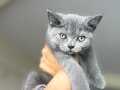British Shorthair yavru