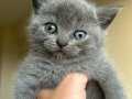 British Shorthair yavrular