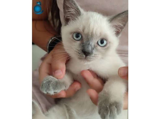 Prenses görücüye çıktı :⁠-⁠)