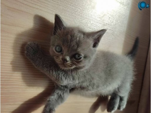  2 dik kulak yavrular 