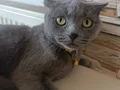 Mia Aile arıyor 