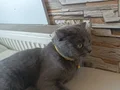 Mia Aile arıyor 