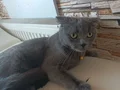 Mia Aile arıyor 