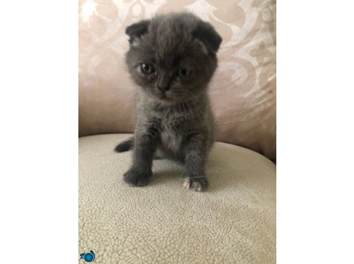 Duman grisi ve siyah kırık kulak Scottish fold yavruları