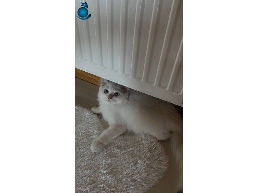 3 aylık erkek British longhair 