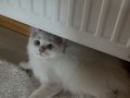 3 aylık erkek  British longhair 