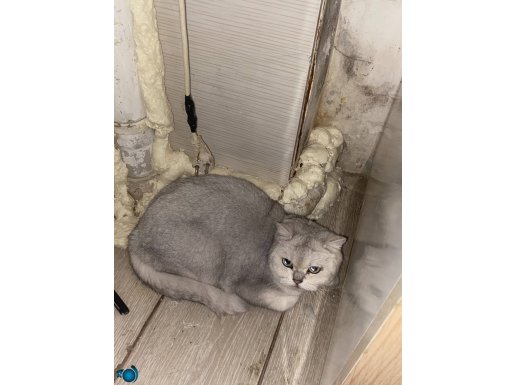 Kedi