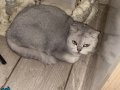 Kedi