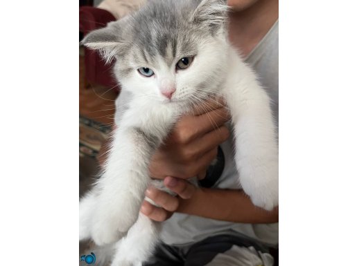 3 aylik odd eyes british kedi