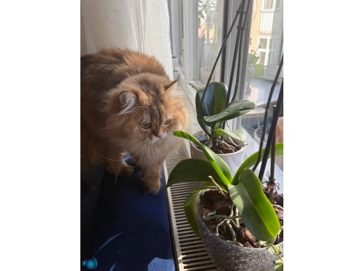 Safkan British Longhair Gold