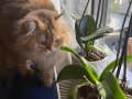 Safkan British Longhair Gold