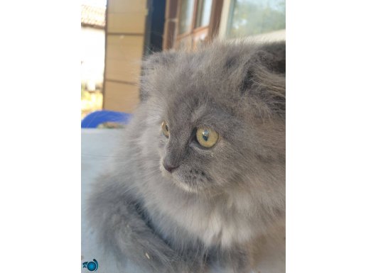British Longhair