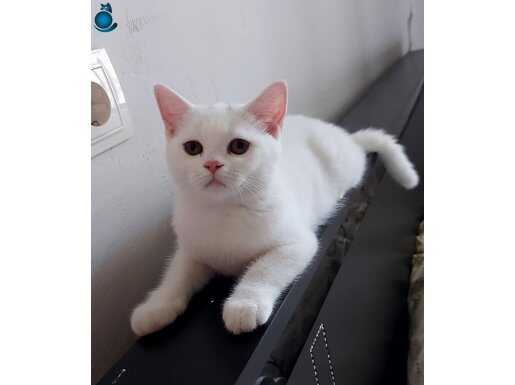 Prenses yuvasını arıyor 