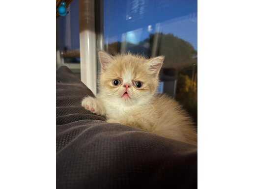 2 aylık Exotic Shorthair yavrularımız
