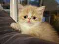 2 aylık Exotic Shorthair yavrularımız