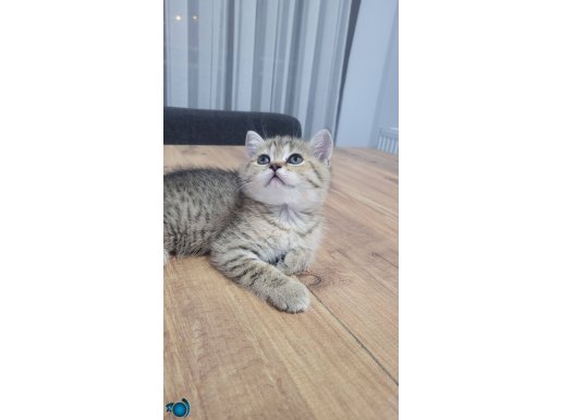 Top kafalı,güzel suratlı yavrular 2 aylık