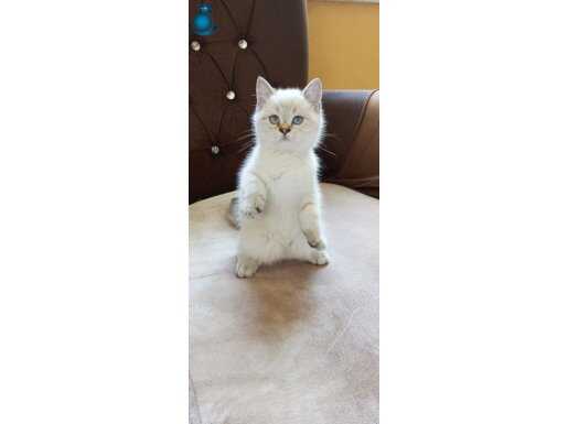 Yavru dişi kedi yalnız Rize ici