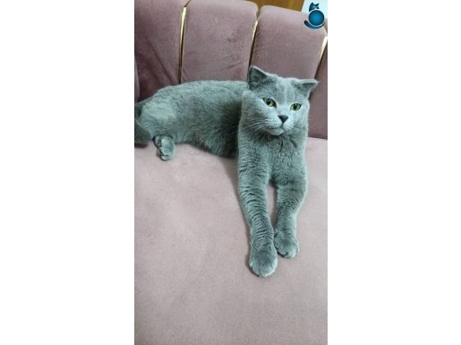 Kedimizi sahiplendirecegiz 