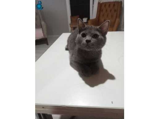 5 aylık erkek british shorthair.Sevgi pitircigi eğitimli 