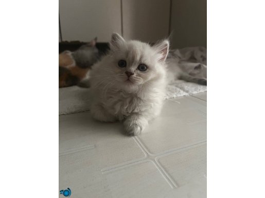 iki aylık british longhair