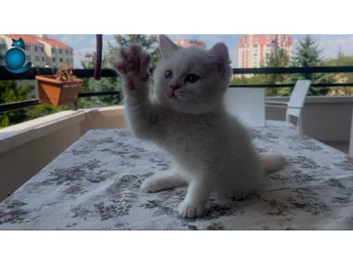 iki aylık british shorthair