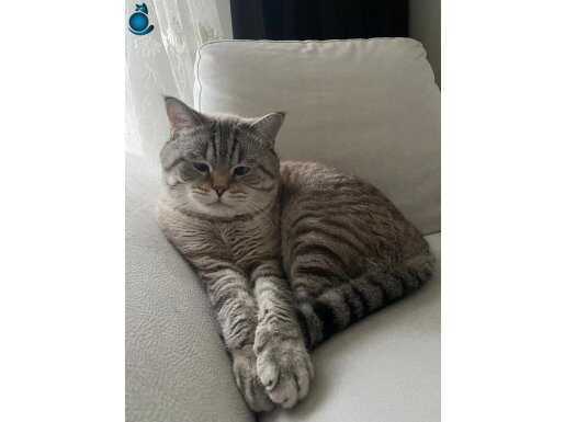 Acil 