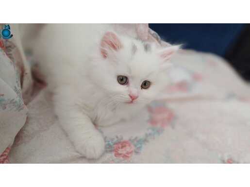 British longhair, british shorthair ve blue point