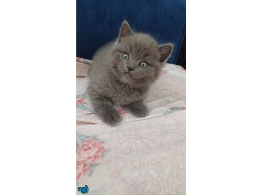 Kalıcı aile aranıyor! 