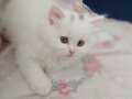 British longhair, british shorthair ve blue point