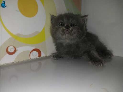 British longhair erkek
