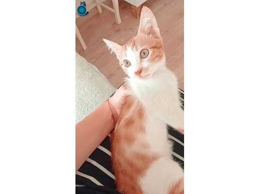 Tekir kedi 
