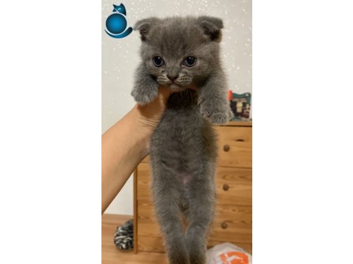 Scottish Fold Yavrular 1.5 2 aylık