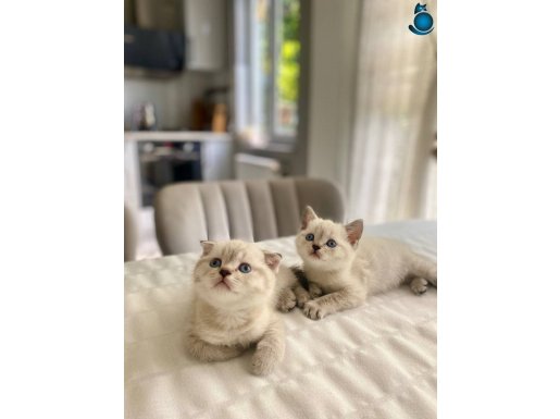 SCOTTİSH FOLD BEBEĞİM 