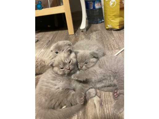 Tatlı yavrularımız yeni sahibini bekliyor beyaz erkek