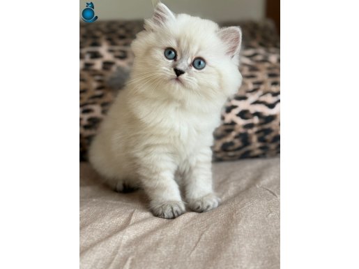SAFKAN BRİTİSH LONGHAİR ERKEK YAVRUMUZ