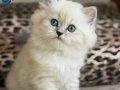 SAFKAN BRİTİSH LONGHAİR ERKEK YAVRUMUZ